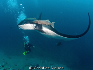 Watching in awe. Manta and its companions, Cabo Pearce, S... by Christian Nielsen 